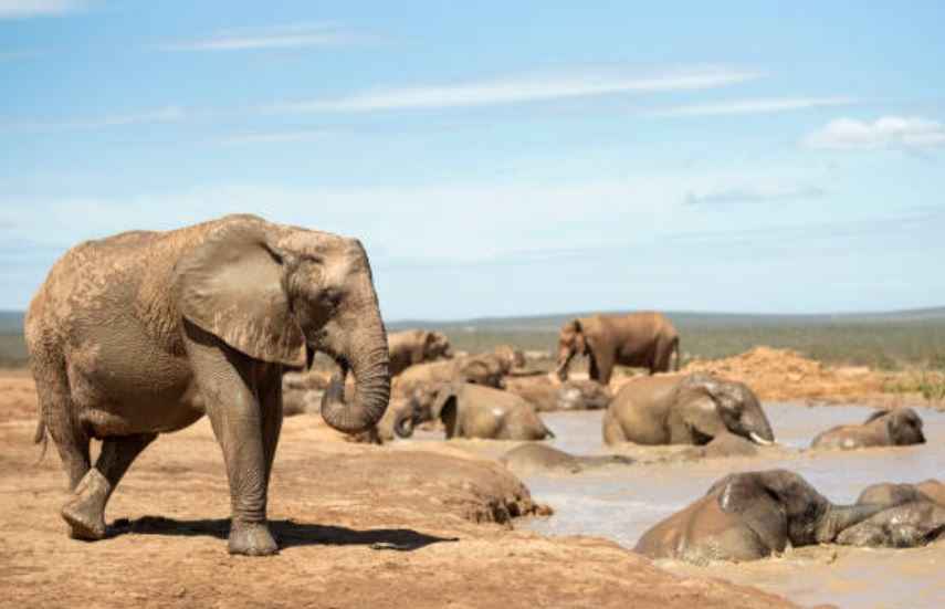 Elefantes bañandose