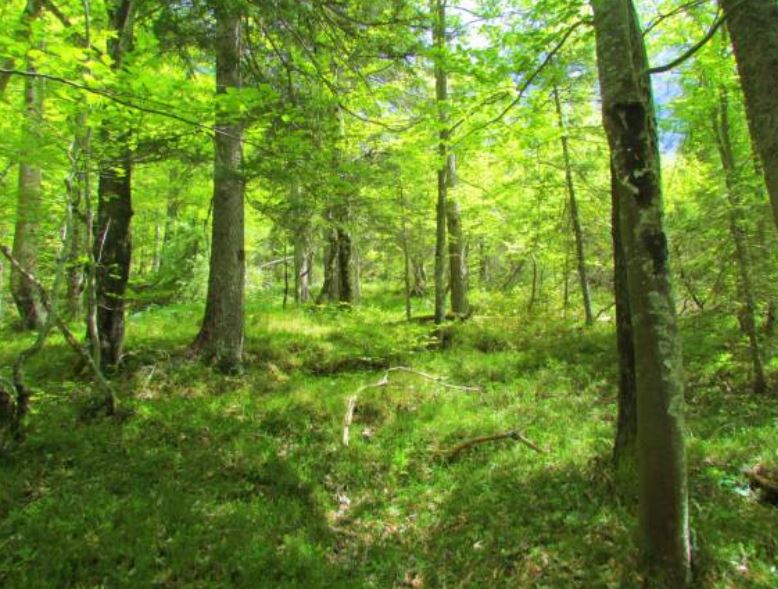 biomas-bosque