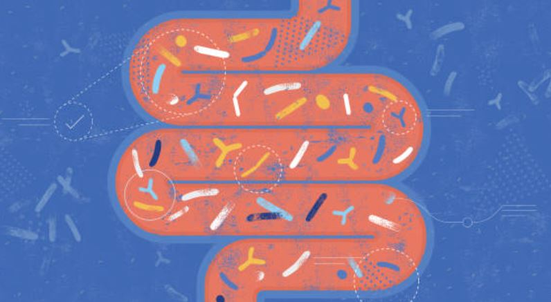 probioticos -7 beneficios de comer espárragos