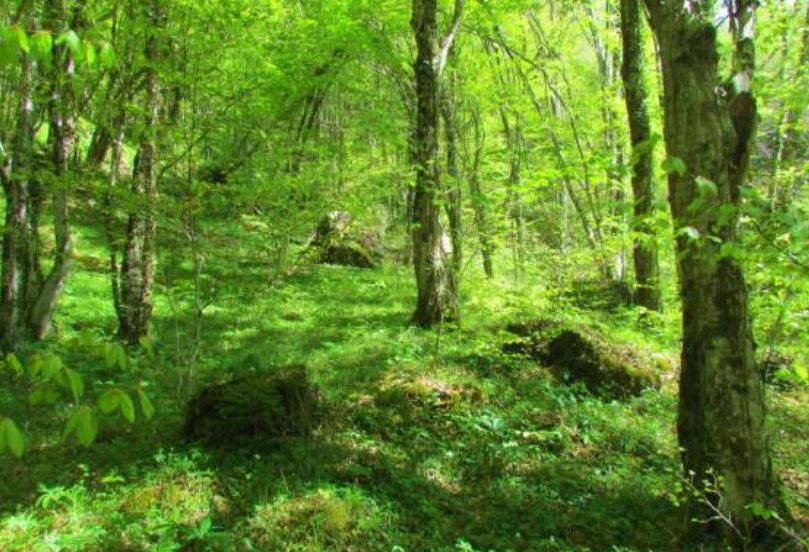 bosques-templados - 7 bosques con encanto en Castilla y León!