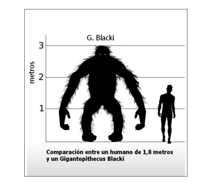 Gigantopithecus blacki: tras las huellas del simio gigante