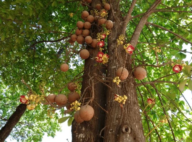  nueces de Brasil árbol