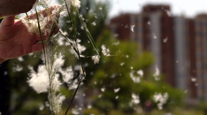 Estar atentos a las mediciones diarias de polen ayudará a controlar los síntomas.