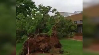Desprendimiento de árboles por la tormenta y fuertes vientos