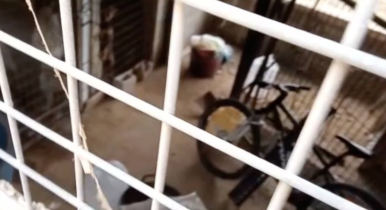 Frame del vídeo en el que se ven a unos perros encerados en jaulas. 