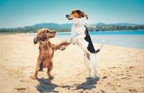 Descubre las mejores playas para perros en Andalucía
