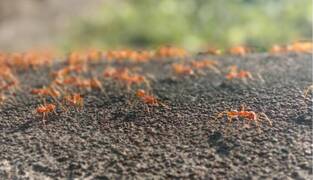 La hormiga roja de fuego podría llegar a España y es peligrosa