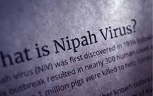 ¿Qué es el virus Nipah y cuáles son sus síntomas?