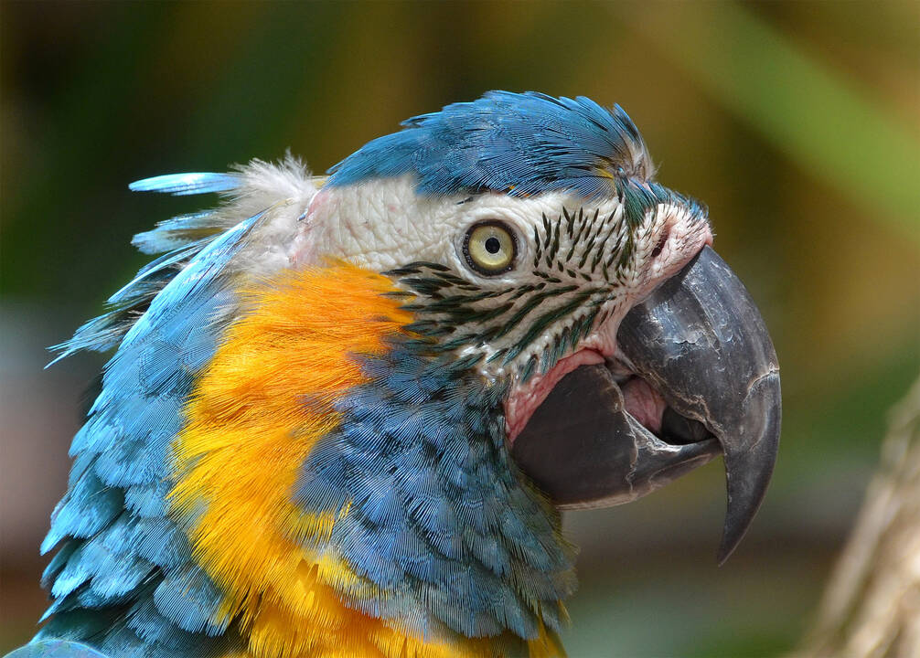 Ejemplar de guacamayo barba azul. Su aspecto es muy parecido al del guacamayo azul, con una distribución de la coloración en el plumaje bastante parecida, a pesar de que se distingue de este por la presencia de una mancha azul en la garganta que le da el nombre.
