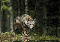 El PP exige al Gobierno en el Senado retirar la protección al lobo