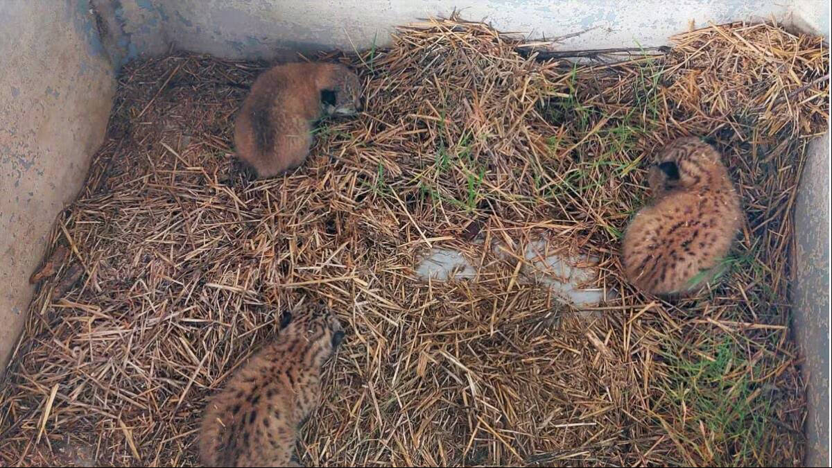 Las tres crías de lince ibérico encontradas por un ganadero toledano en su pajar. (FOTO: Guardia Civil)