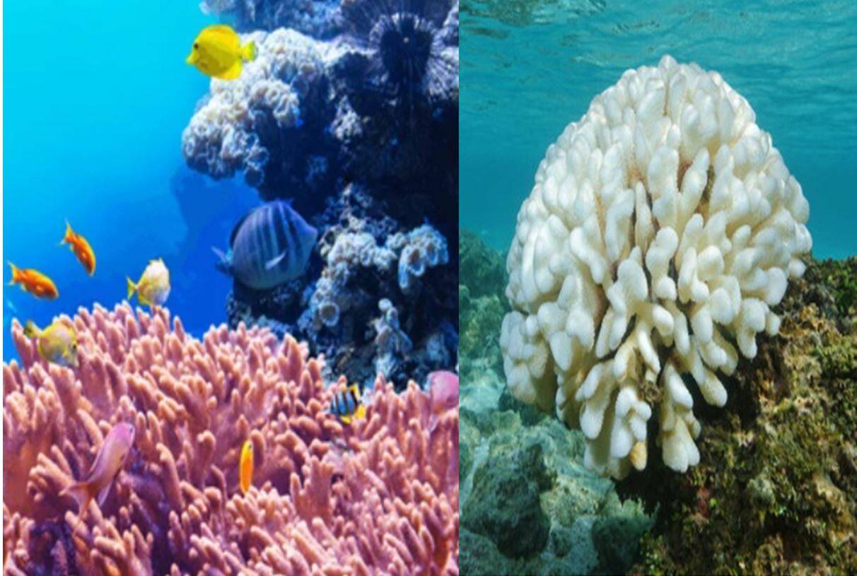 Blanqueamiento del coral