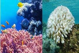 ¿Qué es el blanqueamiento de corales y cómo afecta al mundo?