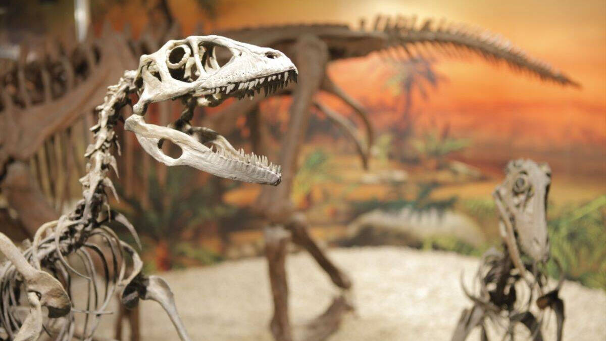 El Museo Paleontológico de Elche 