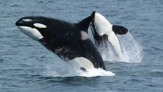 Aviso a navegantes en el Estrecho por la presencia de grupos de orcas