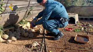 La redada más grande de España incauta 229 tortugas ilegales en un pueblo de Valencia