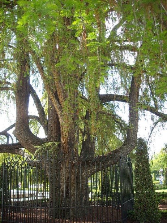 ahuehuete: el árbol más logevo de la ciudad de madrid se sitúa en el parque de el retiro