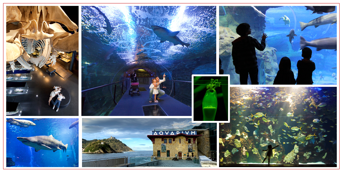 Collage Aquarium de San Sebastián - Esdiario.com