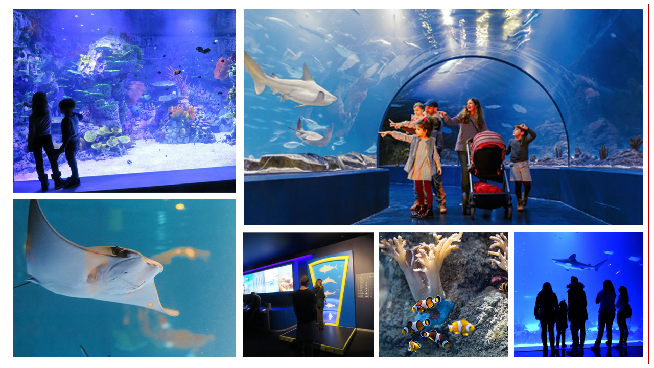 Collage Atlantis Aquarium de Madrid - Esdiario.com