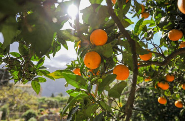 Cultivo de la naranja en Andalucía