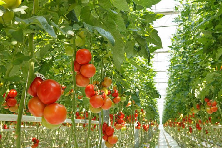 Cultivo del tomate en Almería
