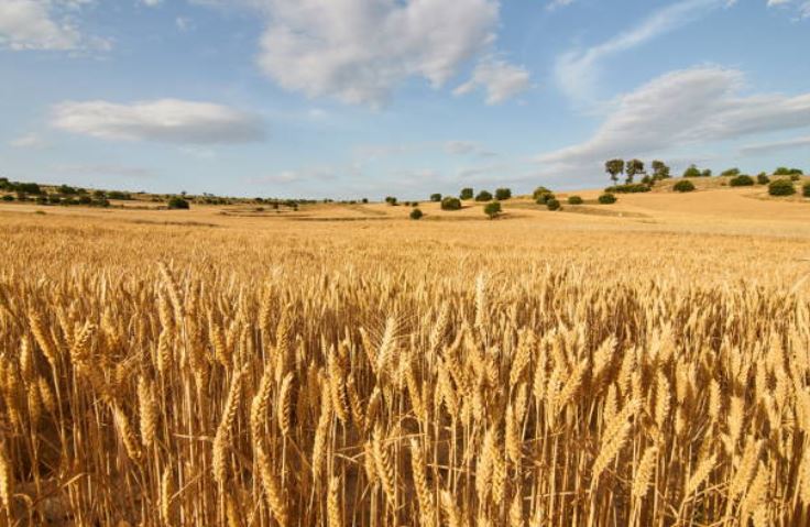 Cultivo del trigo en Cádiz