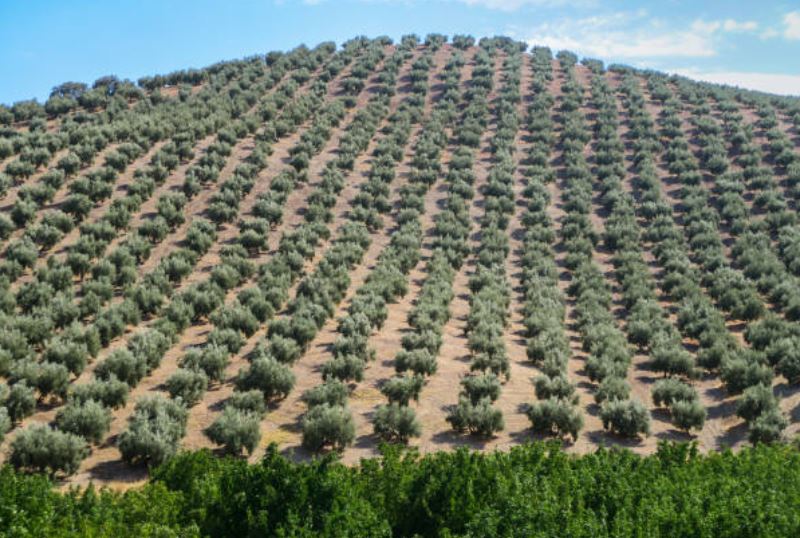 Cultivo del olivar en Andalucía