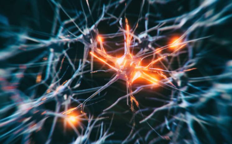 neuronas-alzheimer