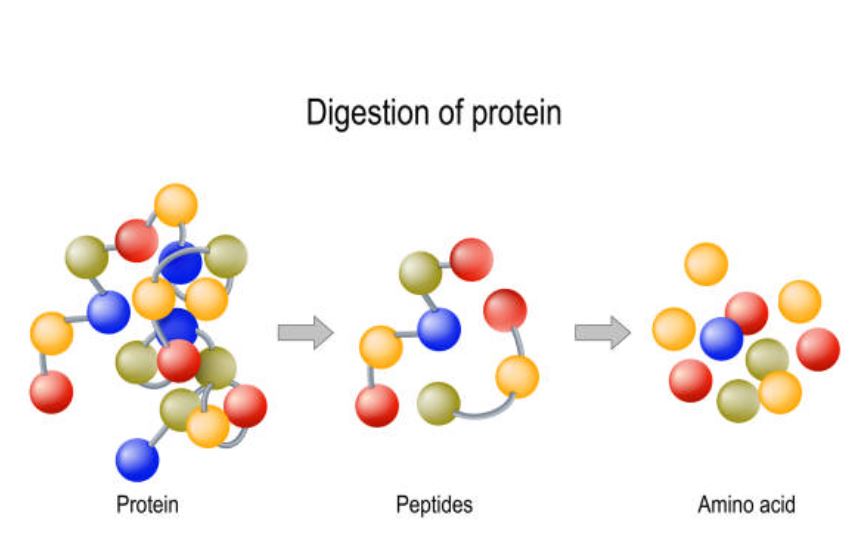 Digestión de las proteínas