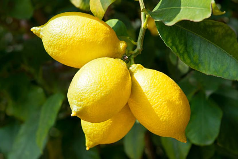 limon-arbol