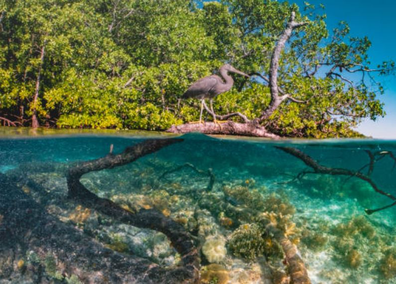 manglares-biomas