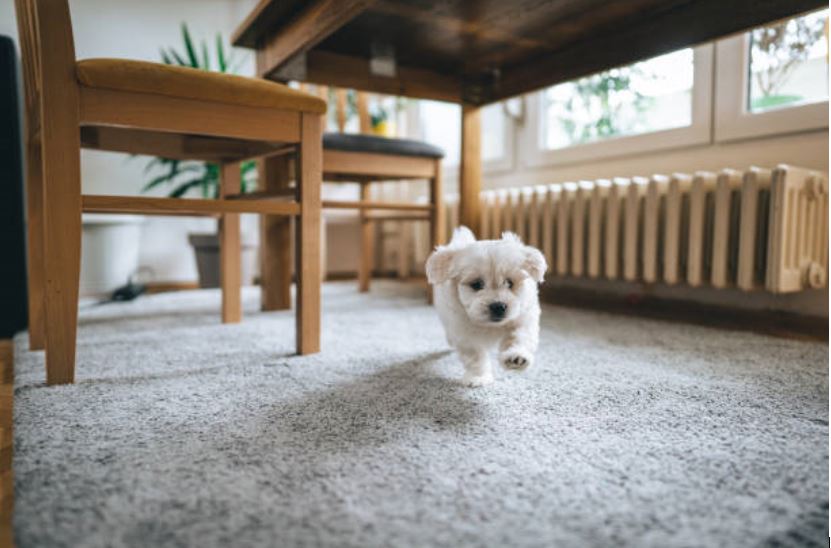 pisos-pequenos-perro