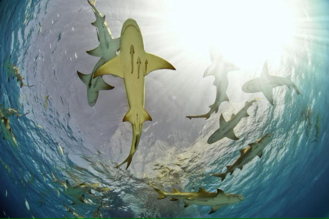 Tiburones nodriza - Cabo verde