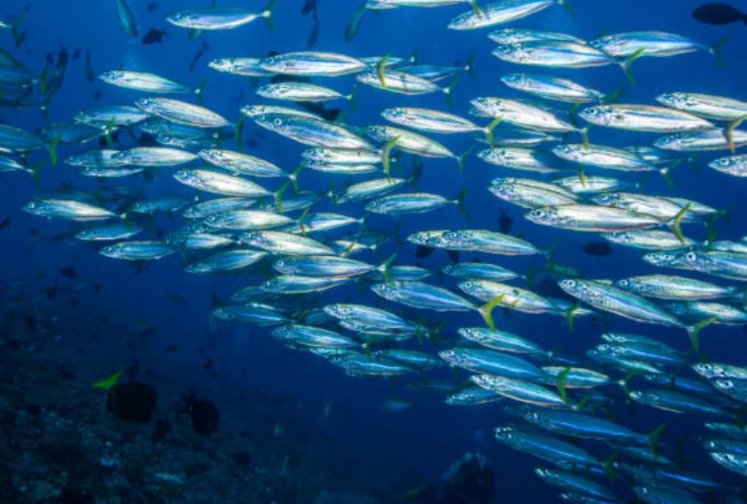 sardinas-mar