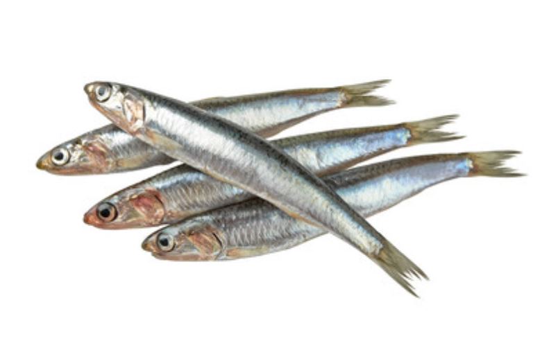 sardinas-nutrientes