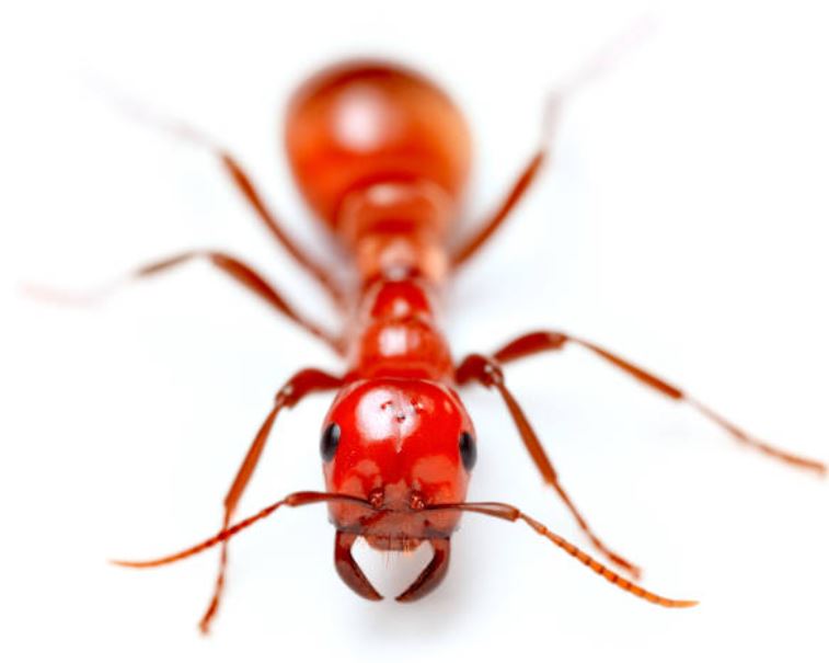 hormiga roja de fuego