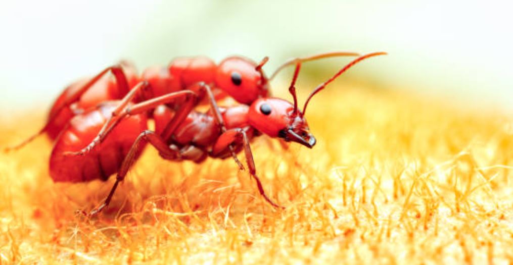 hormiga roja de fuego