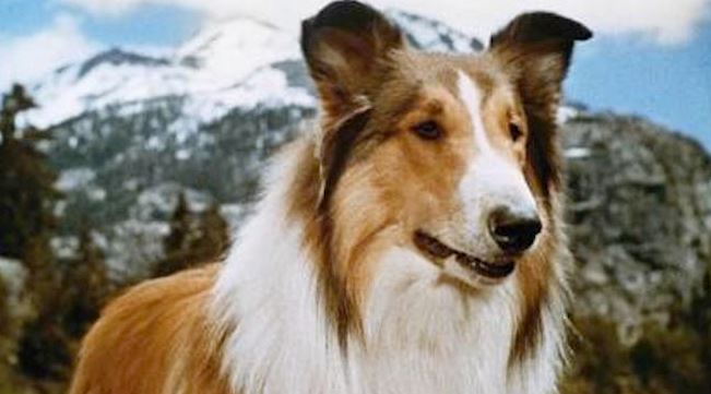 perros_lassie -, curiosidades de los perros