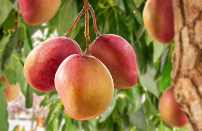 fruto-mango - mousse de mango