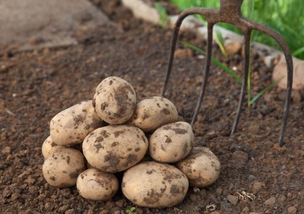 patatas-cultivo