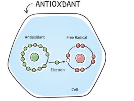 antioxidantes-1