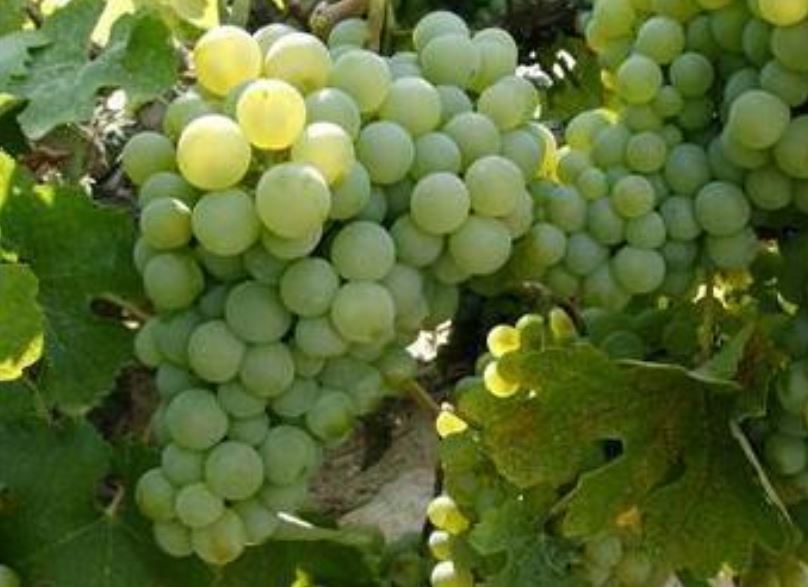 UVA-VERDEJO -Denominaciones de origen de vino en Castilla y León