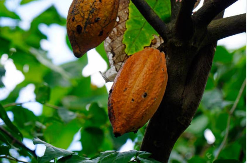 vainas-cacao-Los orígenes del cacao en Mesoamérica
