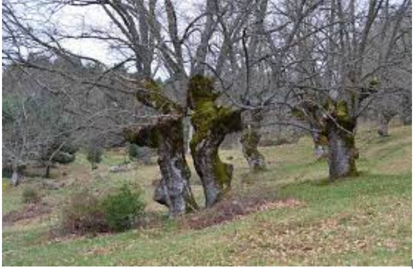 bosque-canicosa-pino - bosques de Castilla y León