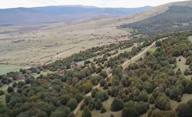  la Reserva Natural Acebal de Garagüeta en Soria