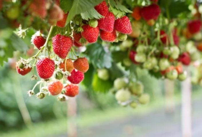 10 beneficios de las fresas