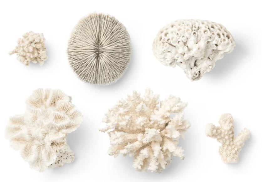 coral-blanco-