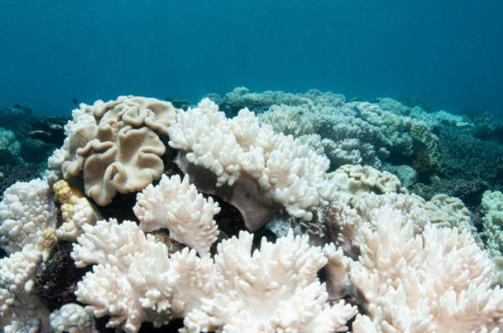 blanqueamiento de corales