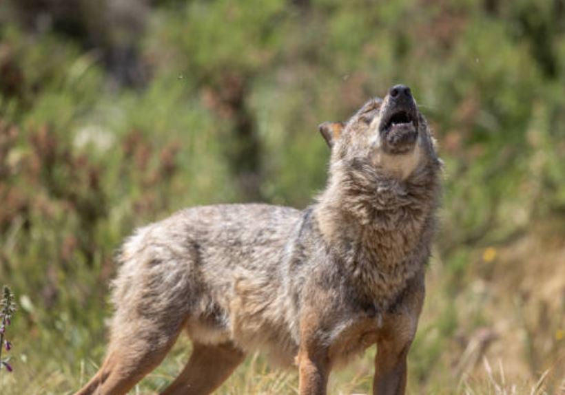 lobo-aulla en Castilla y León