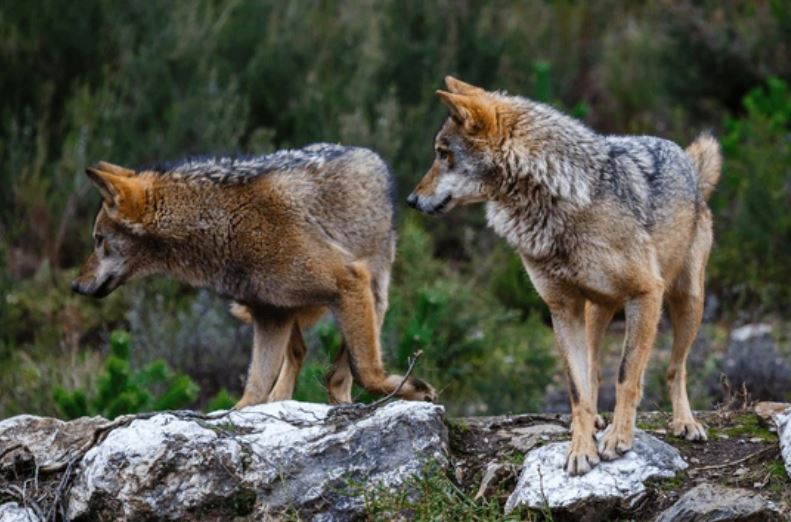 Lobos en Castilla y León
